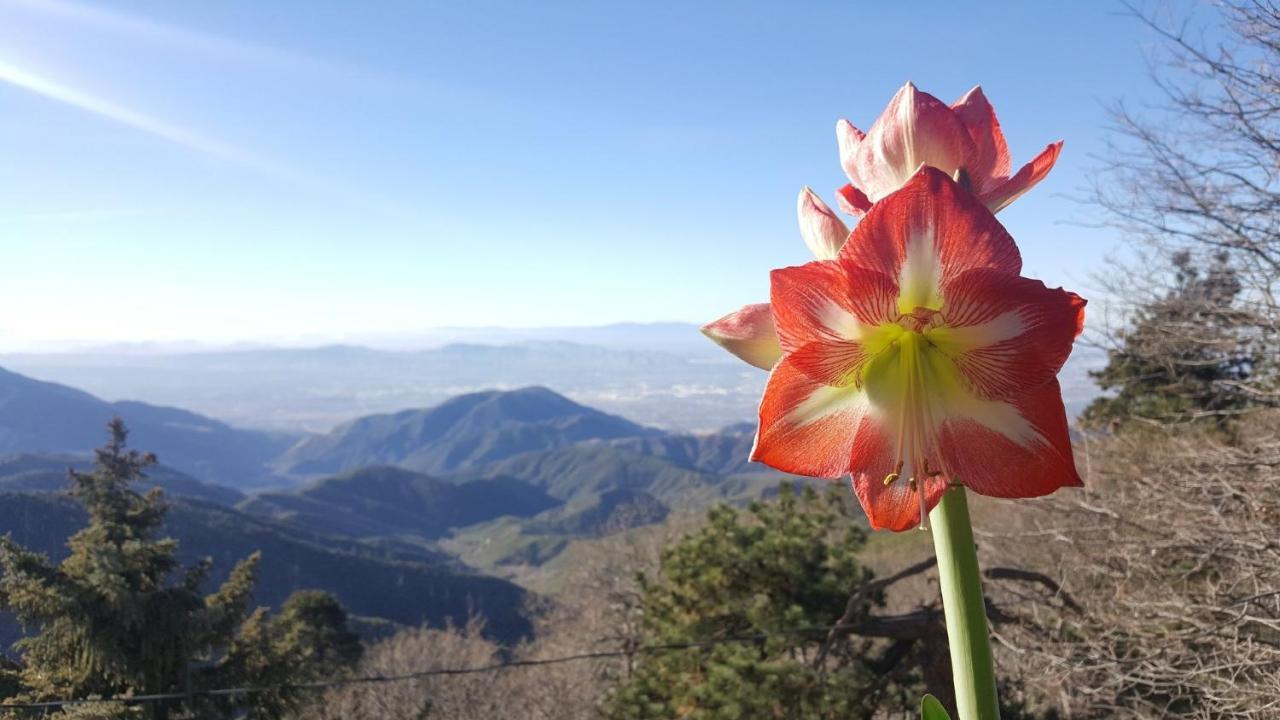 Skyforest Inn 외부 사진